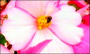 Various cities, towns and villages throughout Northern Ireland are celebrating their wins in the competition