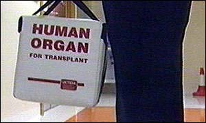 Organ being carried in a transplant bag