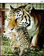 Sumatran tiger and cub
