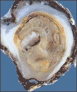 Flat oyster: image supplied by Norshell 