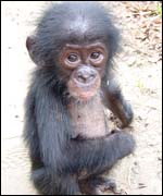 Pygmy chimpanzee