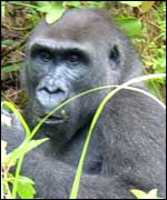 Lowland gorilla