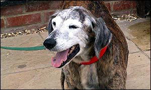 Odie, the lurcher cross