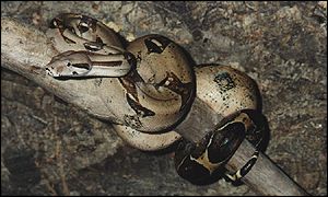 Boa constrictor