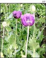 Opium poppies on the Thai-Burma border