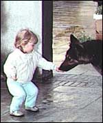 A child and an Alsatian 