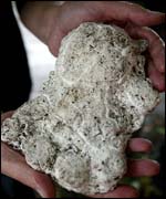 Cast of the footprint found in Western Sumartra