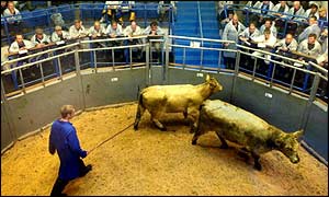 Cattle in an auction ring