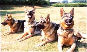 Police dogs - German Shepherds