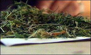 Children think cannabis is less harmful than cigarettes