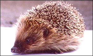 Hedgehog (pic supplied by Mammals Trust UK)