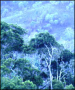 Kenyan forest
