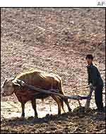 Farming in North Korean