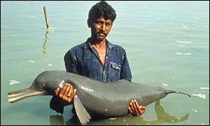 A rescued river dolphin