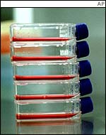 Embryos aged up to 14 days can be used as a source of stem cells 