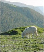 Horseshoe pass, Llangollen