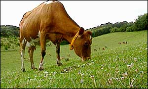 Cow