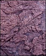 What is left of the first land life