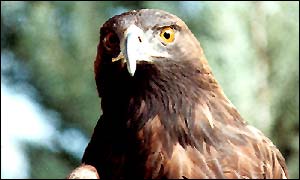 Golden Eagle