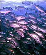 Snappers shoaling Rachel T. Graham