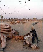 Cattle carcase and vultures Defra