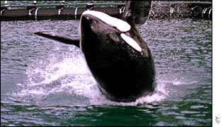 Keiko the killer whale