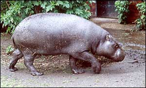 Hippo