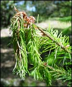 Tree, Matteo Garbelotto, UC Berkeley, and David Rizzo, UC Davis