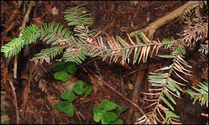 Tree, Matteo Garbelotto, UC Berkeley, and David Rizzo, UC Davis