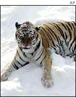 Siberian tiger