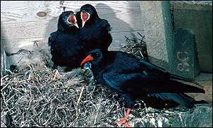 Choughs