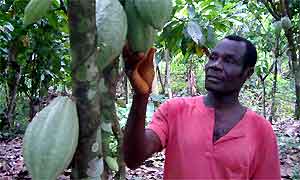 Maxwell with cocoa pods
