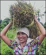 A farmer in the Philippines