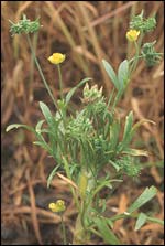 Corn buttercup, Image by Pater Wakely/English Nature
