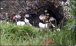 Puffins outside burrow