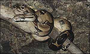 A boa constrictor