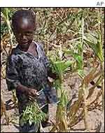 Child with withered maize crop
