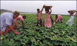 Children working at an Indian farm