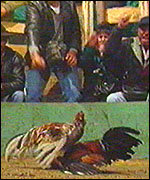 Cock fighting