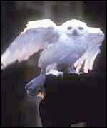 Harry Potter's owl, Hedwig