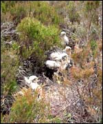 Hen harrier chicks have been bred at Lake Vyrnwy