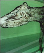 Hirst's bisected cow