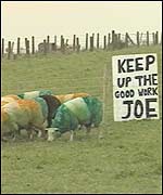 The sheep show their support for Armagh boss Joe Kernan