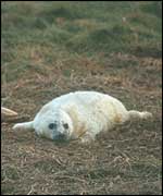 Newborn seal