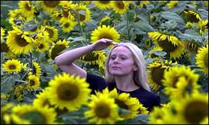 Jenni Taffs tries to find her way through the sunflower maze