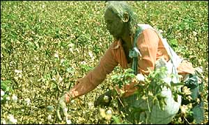 Cotton picker