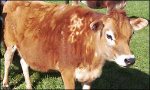 Jersey cow
