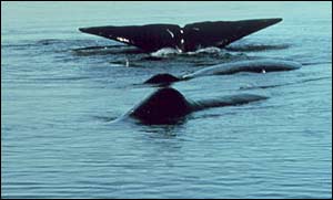 Sperm whale flukes NOAA