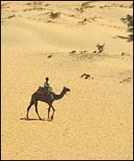 Camel in desert BBC