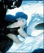 Man with bear cub by ice hole NOAA